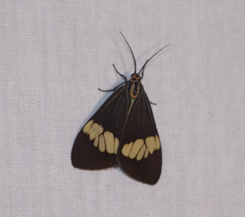 Nyctemera (baulus-secundiana)